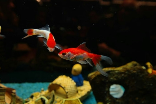 養殖新技術-養殖系統開發(圖3)