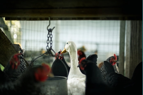 關(guān)于家禽養(yǎng)殖APP開發(fā)的特點(圖1) 關(guān)于家禽養(yǎng)殖APP開發(fā)的特點(圖1)